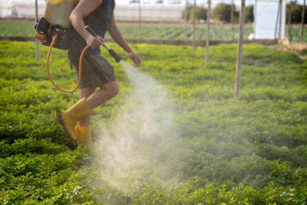 Best Wasp Removal Services  in Platteville, WI