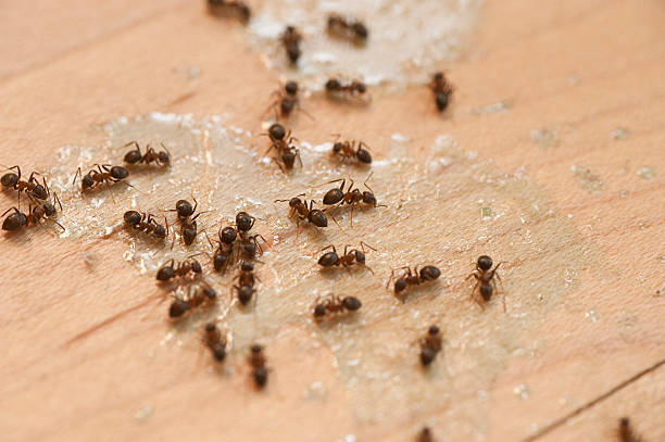Best Commercial Pest Control Services  in Platteville, WI