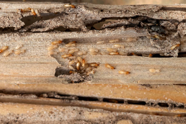Best Insect Control  in Platteville, WI