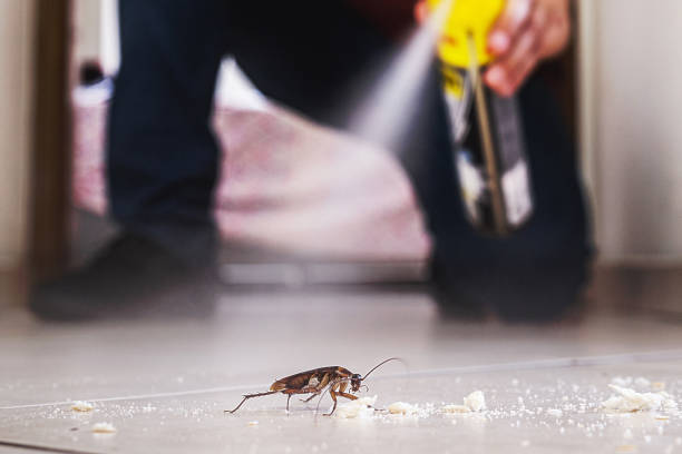 Best Spider Control Near Me  in Platteville, WI